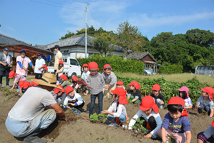 橘農園芋の収穫