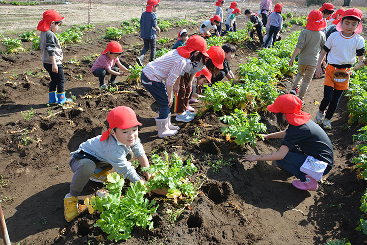 2月橘農園大根の収穫